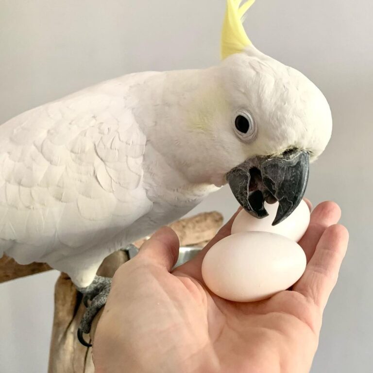 Sulphur Crested Cockatoo Eggs