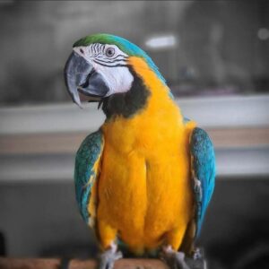 Talking parrots for sale / Exotic Birds For Sale / Buy Parrots online