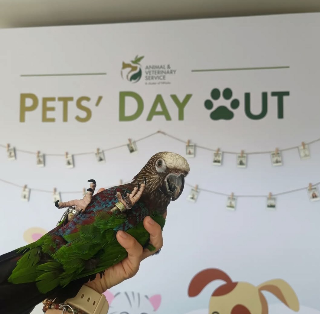 Male Hawk-Headed Parrot for sale