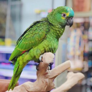 Blue Headed Male Amazon Parrot for Sale