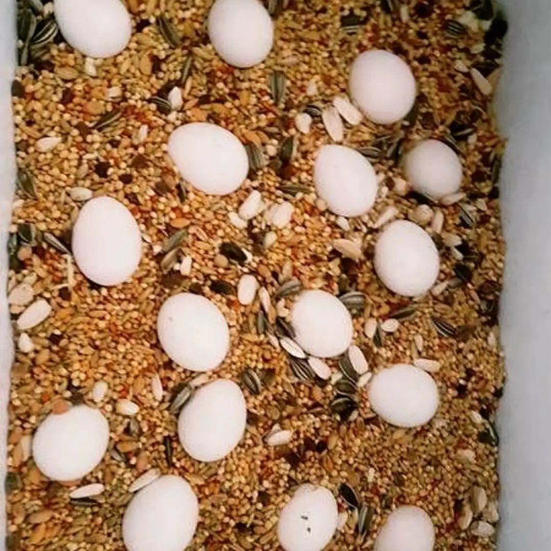 Buy Parrot Eggs in Bulk