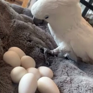 Buy Cockatoo Parrot Eggs Online