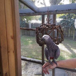Female African Grey Parrot