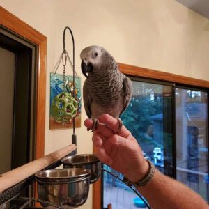 Dna Tested Female African Grey Parrot