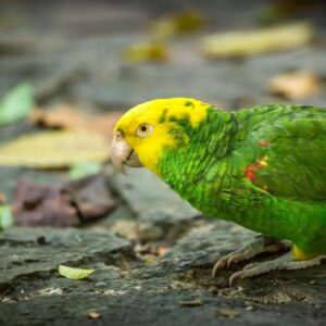  Hand-Tamed Female Amazon Parrot