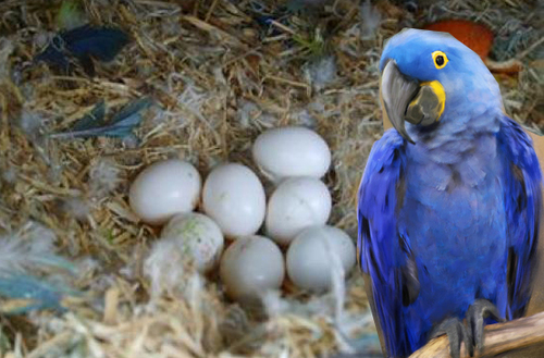 Buy Hyacinth Macaw Parrot Eggs Online