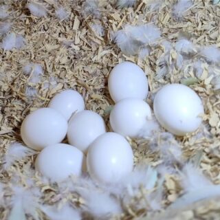 Buy Parrot Eggs In Bulk