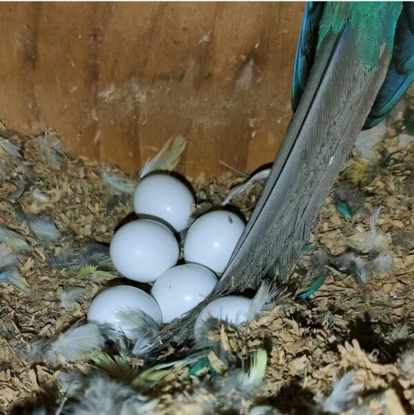 Fertile Parrot Eggs - Image 6