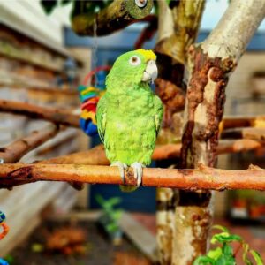 6-Month-Old Female Amazon Parrot for Sale