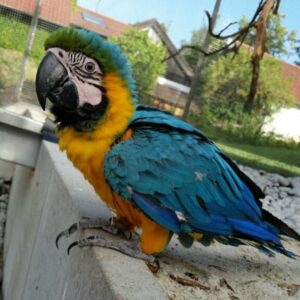 Blue & Gold Macaw Baby For Sale