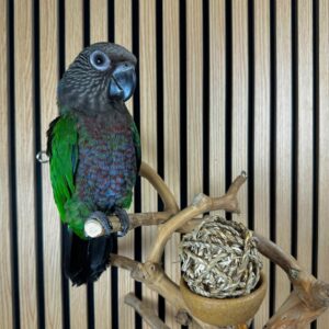Female Baby Hawk-Headed Parrot for Sale