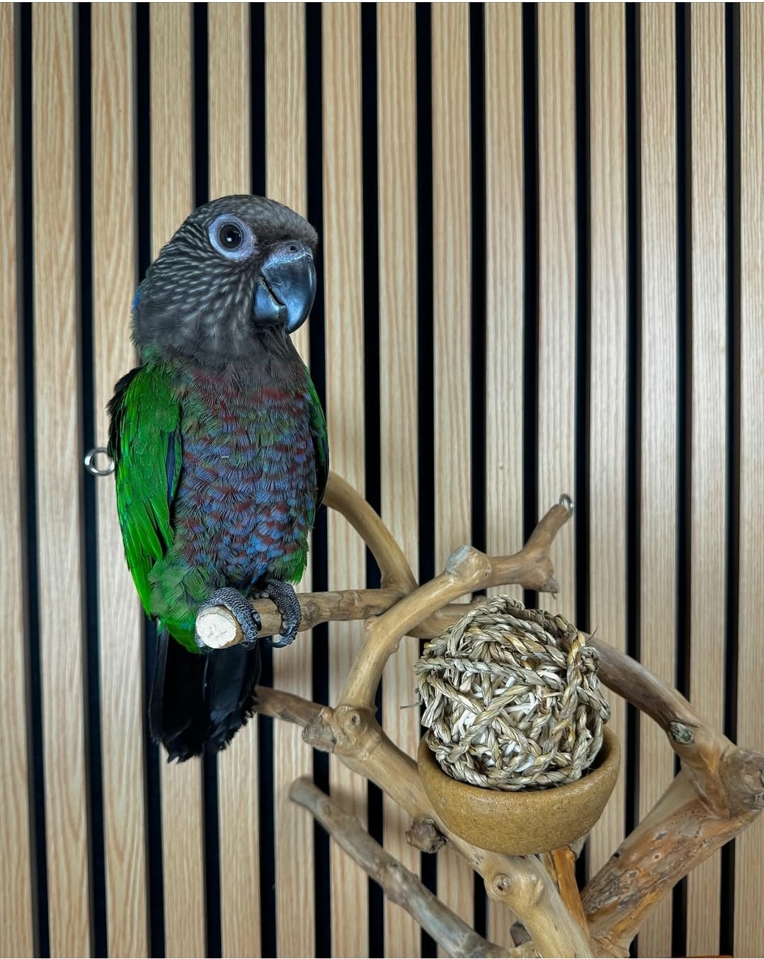 Female Baby Hawk-Headed Parrot for Sale