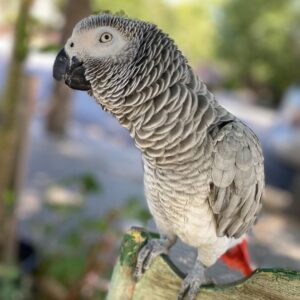 super tame male African grey Parrot