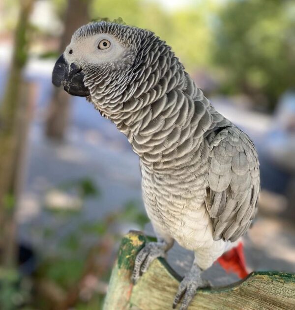 super tame male African grey Parrot