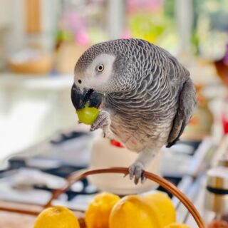 Female African Grey Parrot for sale