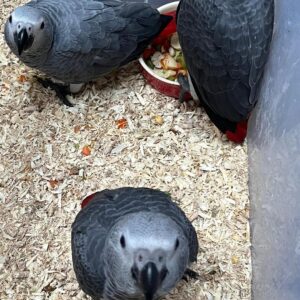 Babies African Grey Parrot for sale