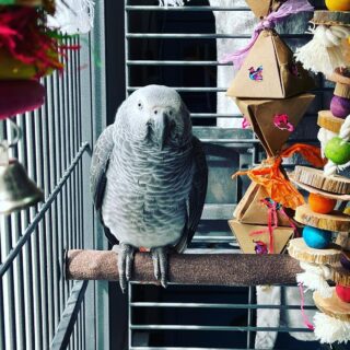 Male Tame Talking African Grey Parrot