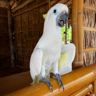 Sulphur-crested Cockatoos Parrot