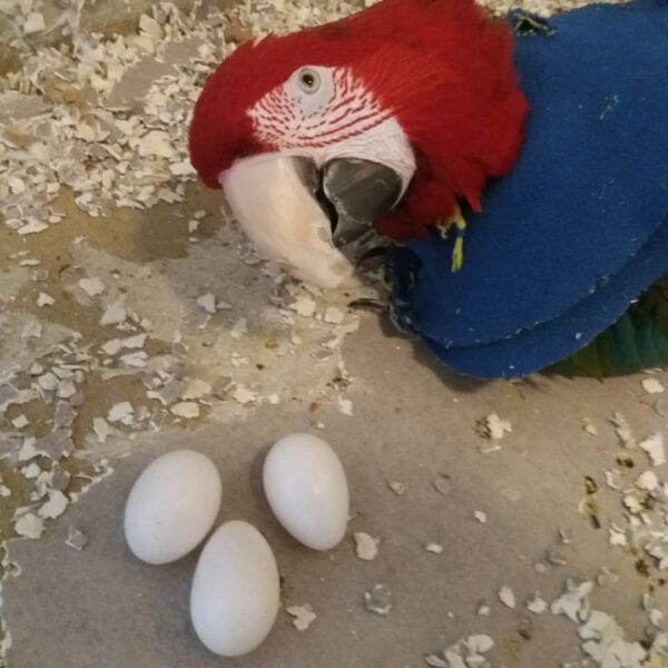 scarlet macaw fertile eggs for sale