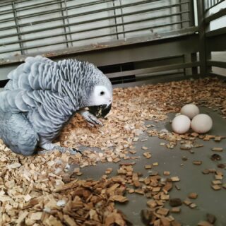 Fertile African Grey Parrot Eggs