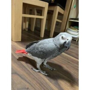 Charming Male Congo African Grey