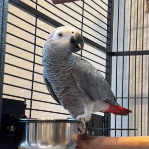 Congo African Grey Parrot for sale