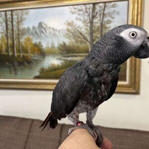 Male Timneh African Grey Parrot