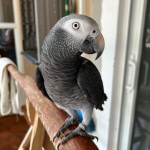 Sweet Male Timneh African Grey