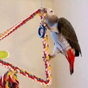  Male Congo African Grey