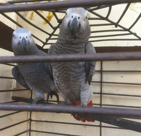 Pair Of male and female African grey parrot