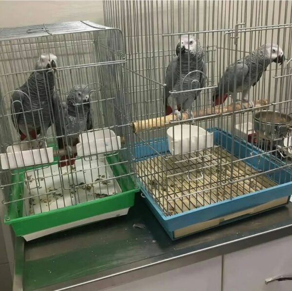 Pair Of male and female African grey parrot - Image 2