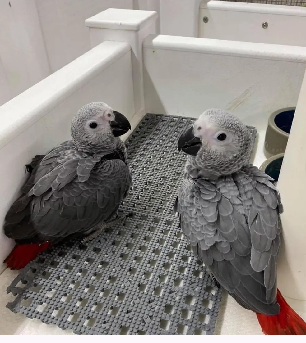 Baby African Grey Parrots for Sale