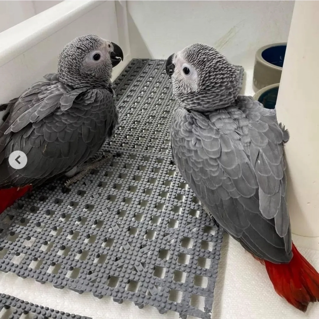 Baby African Grey Parrots for Sale
