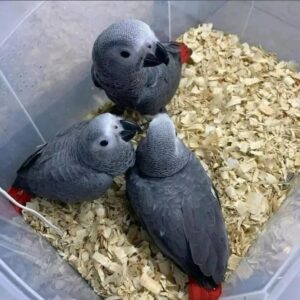 African Grey Parrot for Sale – Male & Female