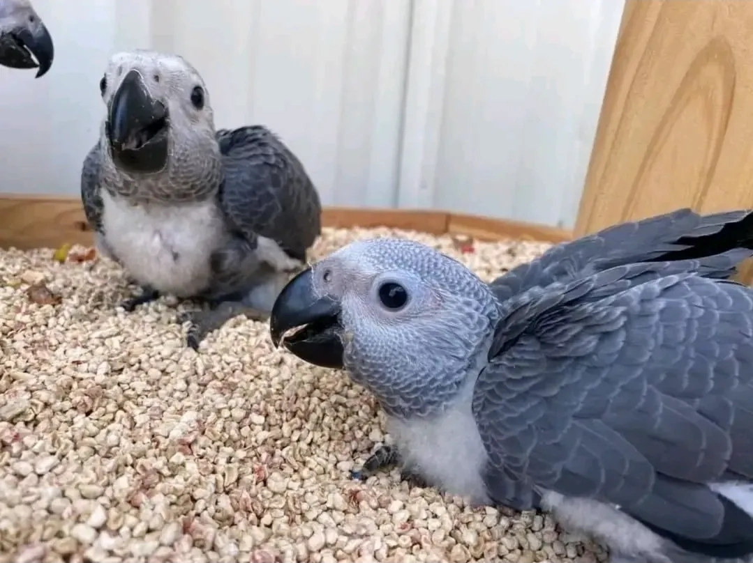 African Grey Baby Parrots for Sale