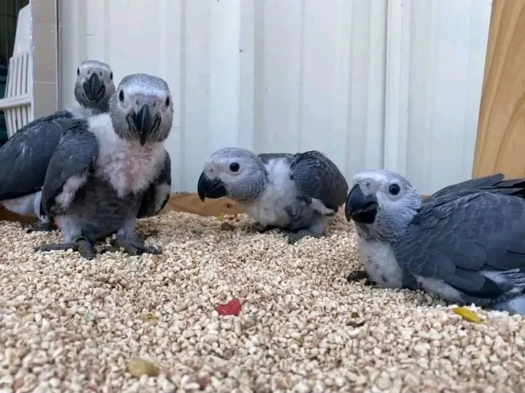 African Grey Baby Parrots for Sale