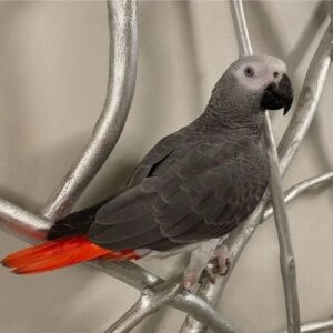 Trained Male African Grey Parrot