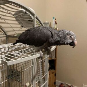 Timneh African Grey Parrot for sale