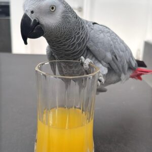 Well Trained Male African Grey Parrot 