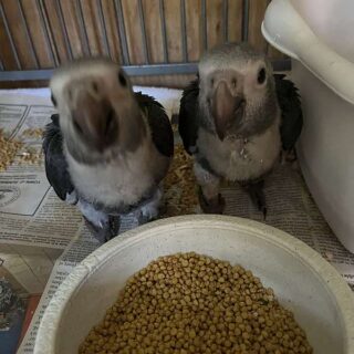 Babies Timneh African Grey Parrots