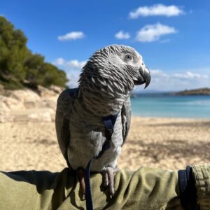 Charming  Female African grey parrot