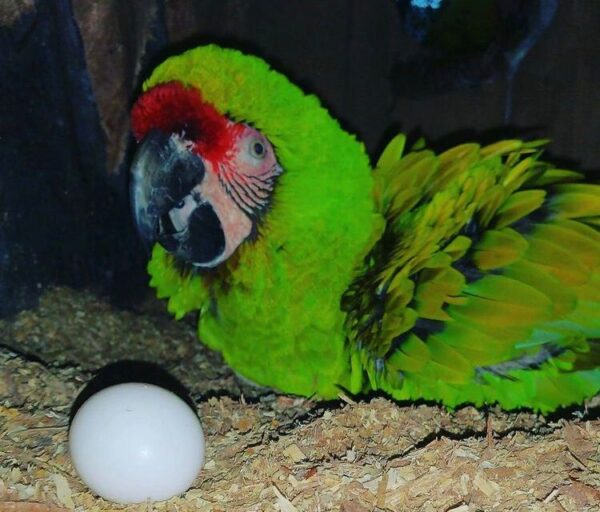 Buy Military Macaw Parrots Eggs Online