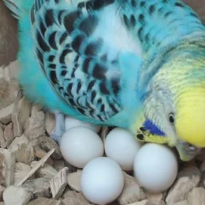 Buy Parakeet Parrot Eggs Online