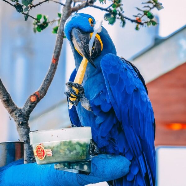 baby blue Hyacinth macaw parrot