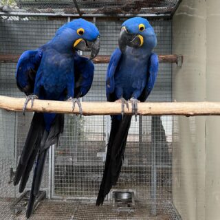 Talking Blue Hyacinth Macaws Parrots for Sale