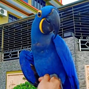 7 months old  male Hyacinth macaw parrot