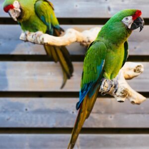 2 Beautiful Babies Military Macaw Parrots