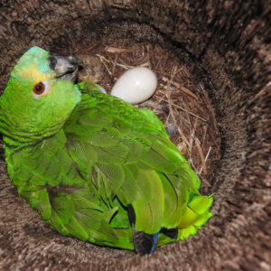 Amazon Parrot Eggs for sale