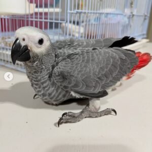 African Grey Parrots for Sal Male