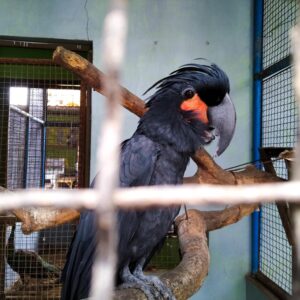 Male Black Palm Cockatoo